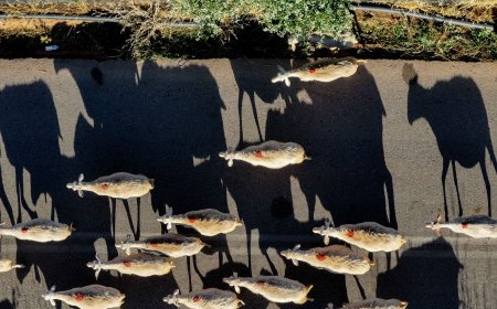 Αποζημιώσεις ευλογιάς: Ξεκίνησαν οι πληρωμές στη Δυτική Ελλάδα