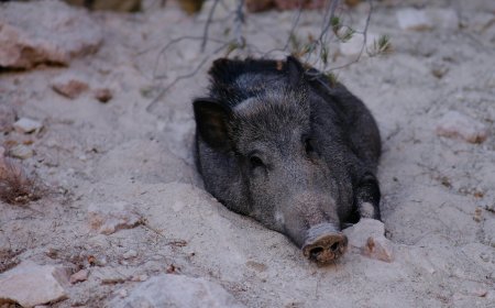 Κυνήγι Πολιτεία: Αντιδράσεις για την μαζική θανάτωση αγριογούρουνων από τοπικό δασαρχείο