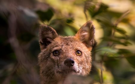 Χαλκίδα: Τσακάλια ουρλιάζουν δίπλα σε σπίτια