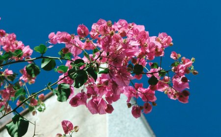 Fitch αναβάθμιση της ελληνικής οικονομίας: «Το χρέος θα συνεχίσει να μειώνεται ραγδαία»