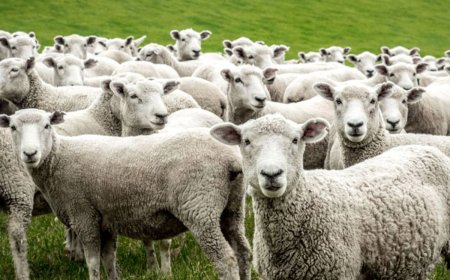 Α. Λουκουμακιάς: Κτηνοτρόφοι της Ξάνθης που έχασαν τα ζώα τους λόγω ευλογιάς, δηλώνουν ότι θα φύγουν από την Ελλάδα