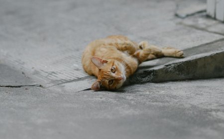 Γάτος καταδικάστηκε σε κατ’ οίκον περιορισμό: Μια υπόθεση με… πολύ νιάου στη Γαλλία