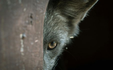 Λύκος στα ΤΕΦΑΑ Θεσσαλονίκης: Ανησυχία στο Πανεπιστήμιο, ακυρώθηκε μάθημα