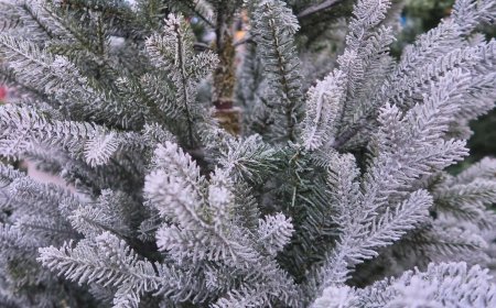 Λαμπερή έναρξη εορτών: Η Αθήνα φωτίζεται την Πέμπτη 27 Νοεμβρίου