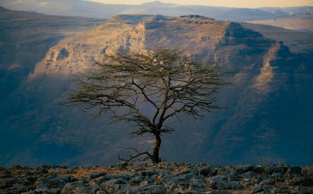 Δεντροφύτευση και κλιματική αλλαγή: Αυτή η χώρα φύτεψε 350 εκατομμύρια δέντρα
