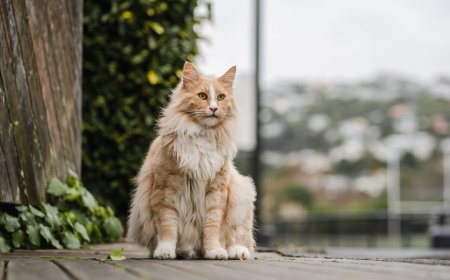 Θανάτωση γατών Νέα Ζηλανδία: «Πρόκειται για ψυχρούς δολοφόνους»