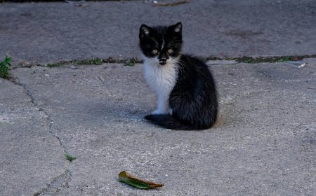 «Γατοσταντινούπολη»: Η πόλη όπου οι γάτες έγιναν ιστορία, ταυτότητα και τρόπος ζωής