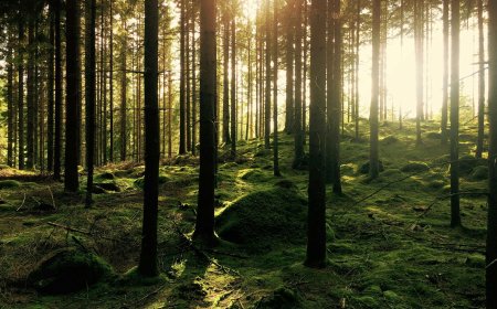 Οικογένεια δάσος: Ζούσε σε απομονωμένο σπίτι στην Ιταλία