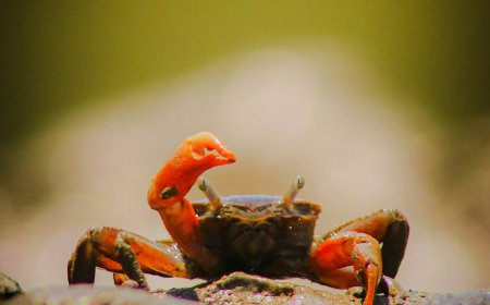 Κόκκινα καβούρια μετανάστευση: Το φυσικό θαύμα που κινητοποιεί ολόκληρο ένα νησί