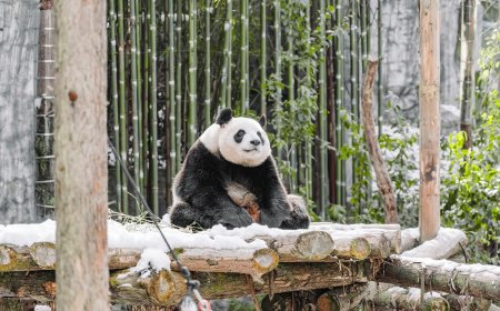 Πάντα παίζουν με το χιόνι: Οι Λινγκ Γιαν και Μάι Μάι σε στιγμές απόλυτης χαράς