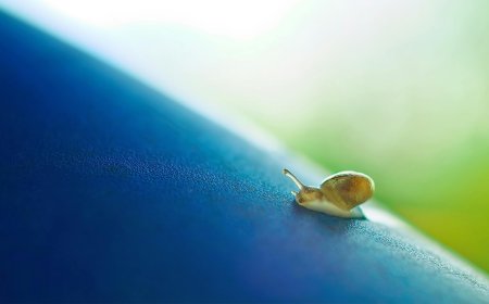 Το σπάνιο “τριχωτό” σαλιγκάρι: Επιστήμονες και εθελοντές ενώνουν τις δυνάμεις τους για να αποτρέψουν την εξαφάνισή του