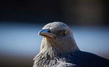 Περιστέρια κατάσκοποι: Το νέο, ανησυχητικό οπλοστάσιο της Ρωσίας