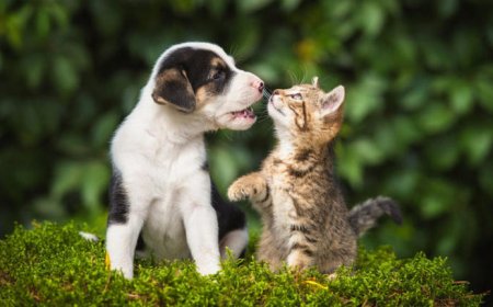 Συναυλία για τα αδέσποτα στην Ξάνθη