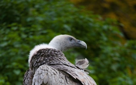 Σπάνια επιχείρηση διάσωσης γύπα στη Λέσβο