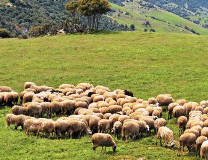 Ευλογιά αιγοπροβάτων: Ξεκίνησαν οι συλλήψεις   για παραβίαση των μέτρων βιοασφάλειας – Πάνω από 400.000 θανατώσεις
