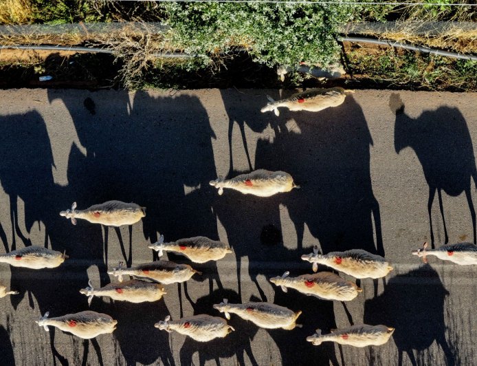 Αποζημιώσεις ευλογιάς: Ξεκίνησαν οι πληρωμές στη Δυτική Ελλάδα