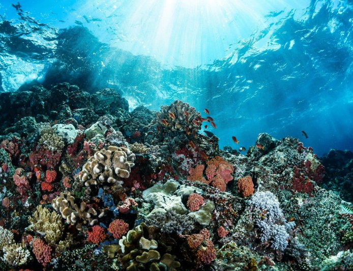 Ειρηνικός ωκεακός: Η ανακάλυψη των ερευνητών στο βυθό