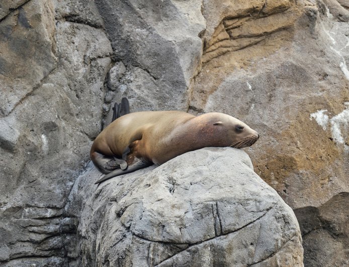 Φώκια – όρκες: Η… μεγάλη απόδραση