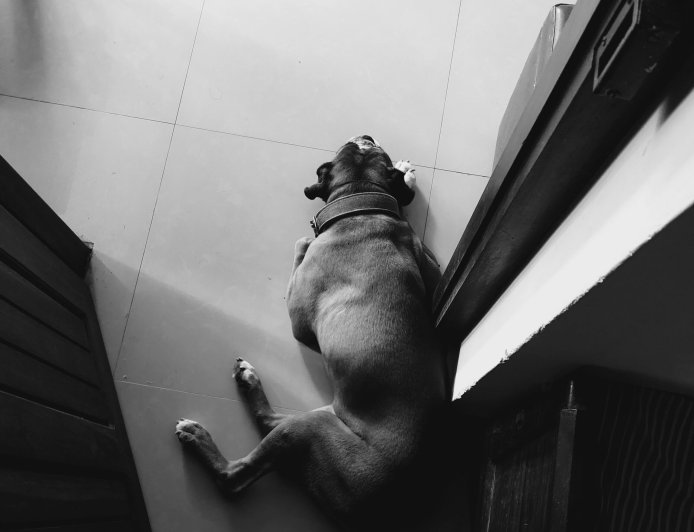 Βίντεο σε καταφύγιο της Κύπρου ραγίζει καρδιές: Η αντίδραση σκύλου που μόλις τον εγκατέλειψε ο ιδιοκτήτης του