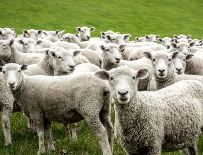 Α. Λουκουμακιάς: Κτηνοτρόφοι της Ξάνθης που έχασαν τα ζώα τους λόγω ευλογιάς, δηλώνουν ότι θα φύγουν από την Ελλάδα