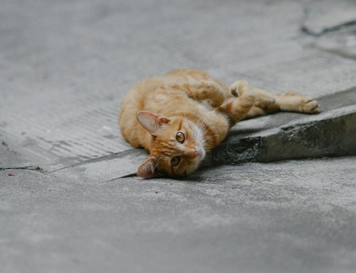 Γάτος καταδικάστηκε σε κατ’ οίκον περιορισμό: Μια υπόθεση με… πολύ νιάου στη Γαλλία