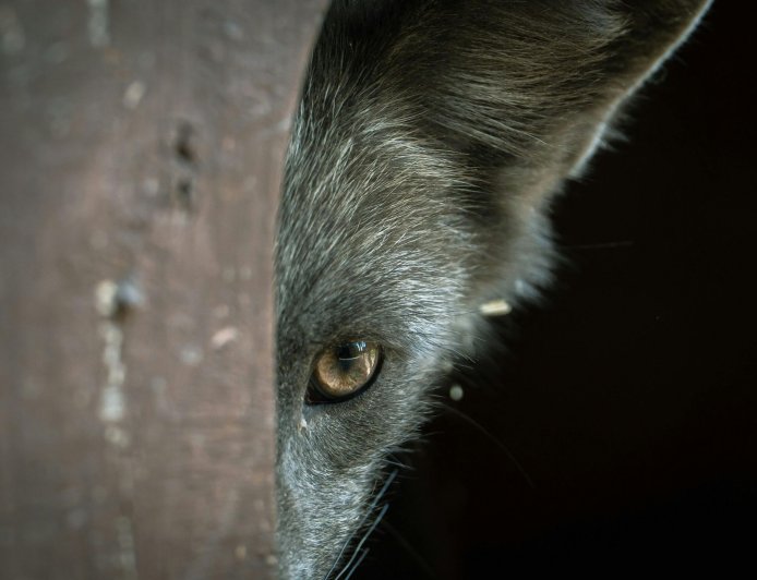 Λύκος στα ΤΕΦΑΑ Θεσσαλονίκης: Ανησυχία στο Πανεπιστήμιο, ακυρώθηκε μάθημα
