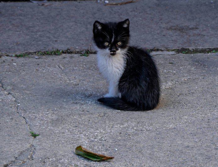 «Γατοσταντινούπολη»: Η πόλη όπου οι γάτες έγιναν ιστορία, ταυτότητα και τρόπος ζωής