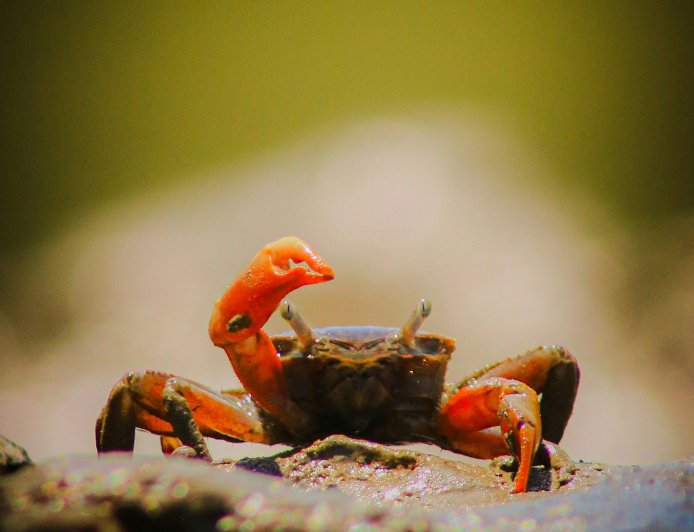 Κόκκινα καβούρια μετανάστευση: Το φυσικό θαύμα που κινητοποιεί ολόκληρο ένα νησί