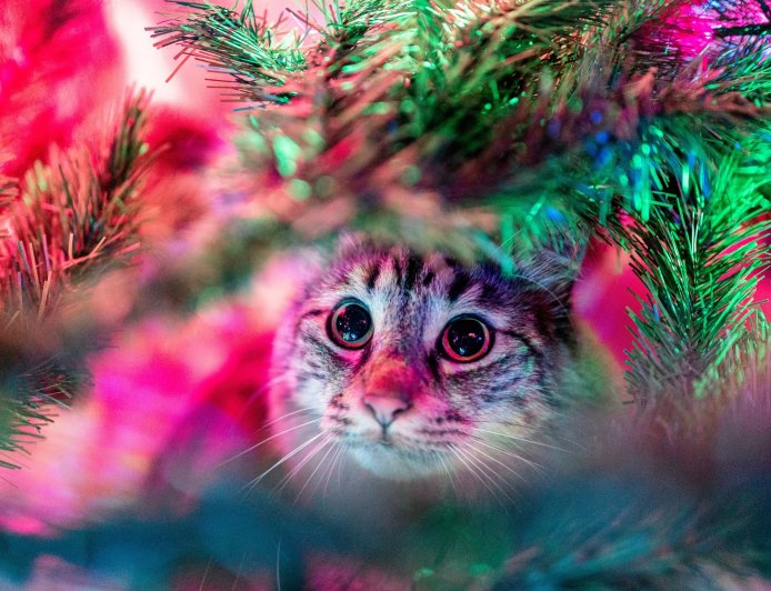 Χριστούγεννα 2025: Το σπίτι στολίδι που έγινε ατραξιόν της Καβάλας