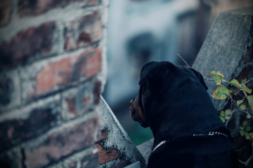 Ροτβάιλερ Καλαμάτα: Πώς έγινε η άγρια επίθεση στον 76χρονο