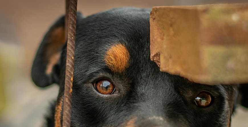 Ροτβάιλερ Καλαμάτα: «Ο σκύλος ήταν μέλος της οικογένειας» λέει ο γιος του 76χρονου