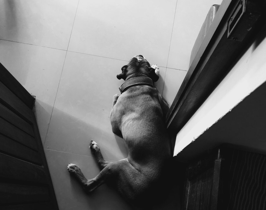 Echo σκύλος: Θλίψη για τον θρυλικό διασώστη