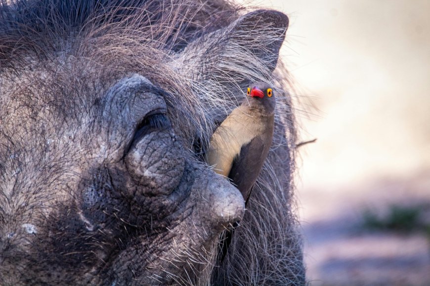 Αγριογούρουνα στα βόρεια προάστια: Ένα φαινόμενο που ζητά άμεση διαχείριση