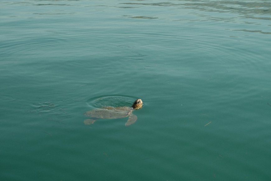 Κρήτη: Η Ναυσικά πήρε… εξιτήριο έπειτα από 3 χρόνια