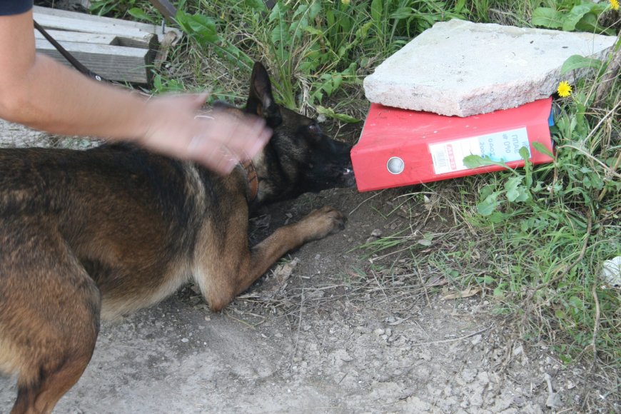 Κοινούς ελέγχους θα ξεκινήσουν ο δήμος Κομοτηνής και η τοπική αστυνομία για την ευζωία των ζώων συντροφιάς