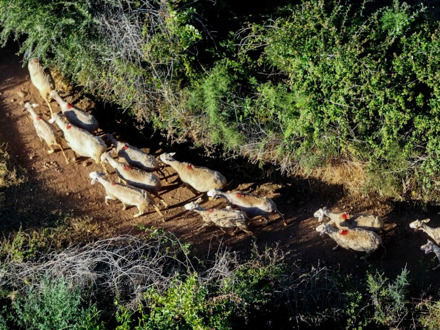Ευλογιά αιγοπροβάτων: Νέες πληρωμές 12,2 εκατ.