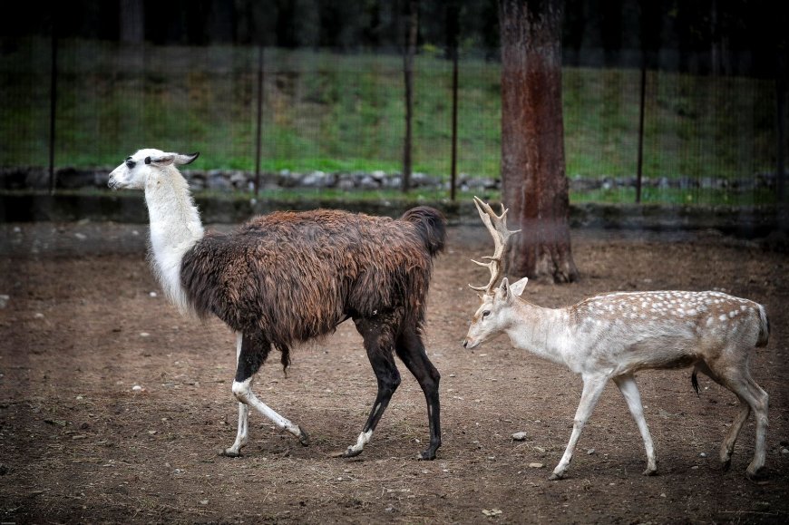 Θεσσαλονίκη: Κλείνει ο Ζωολογικός Κήπος – Κρούσμα βρουκέλλωσης σε κριό