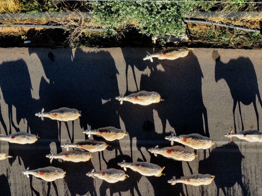 Αποζημιώσεις ευλογιάς: Ξεκίνησαν οι πληρωμές στη Δυτική Ελλάδα