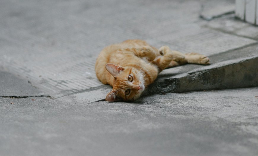 Γάτος καταδικάστηκε σε κατ’ οίκον περιορισμό: Μια υπόθεση με… πολύ νιάου στη Γαλλία