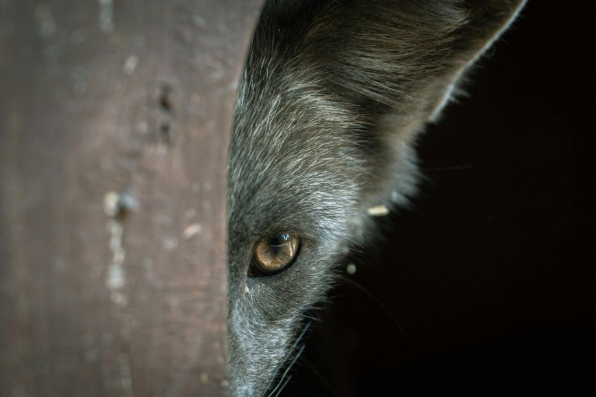 Λύκος στα ΤΕΦΑΑ Θεσσαλονίκης: Ανησυχία στο Πανεπιστήμιο, ακυρώθηκε μάθημα