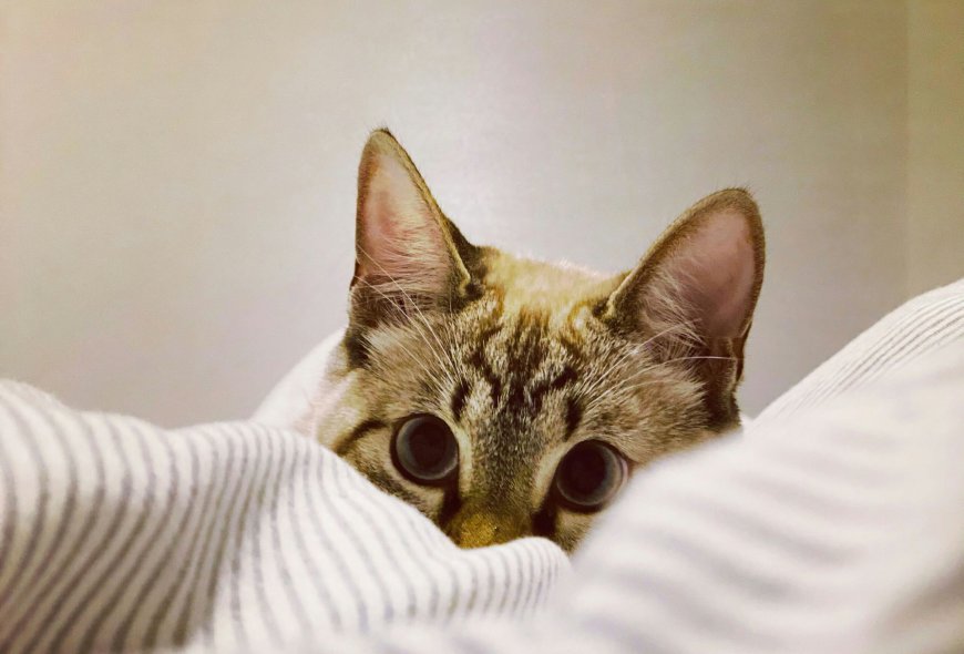 Οι πιο οικονομικοί τρόποι θέρμανσης: Το εύκολο «κόλπο» για να εξοικονομήσετε χρήματα