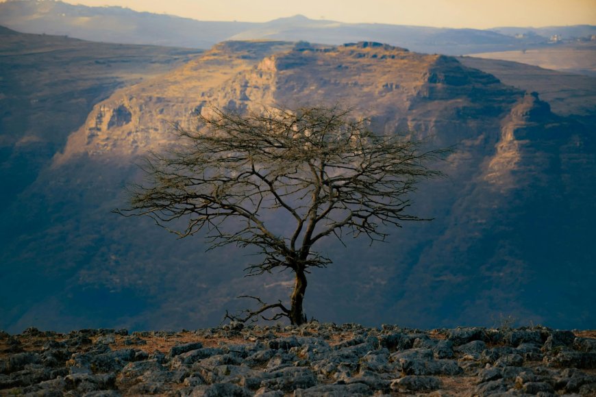 Δεντροφύτευση και κλιματική αλλαγή: Αυτή η χώρα φύτεψε 350 εκατομμύρια δέντρα