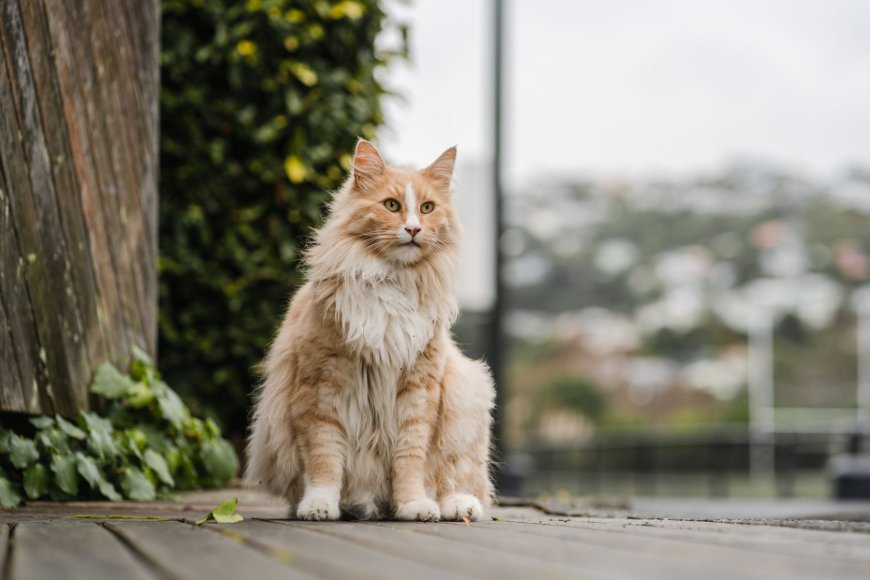Θανάτωση γατών Νέα Ζηλανδία: «Πρόκειται για ψυχρούς δολοφόνους»