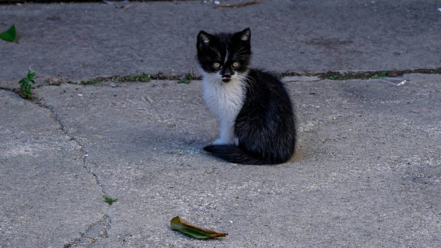 «Γατοσταντινούπολη»: Η πόλη όπου οι γάτες έγιναν ιστορία, ταυτότητα και τρόπος ζωής