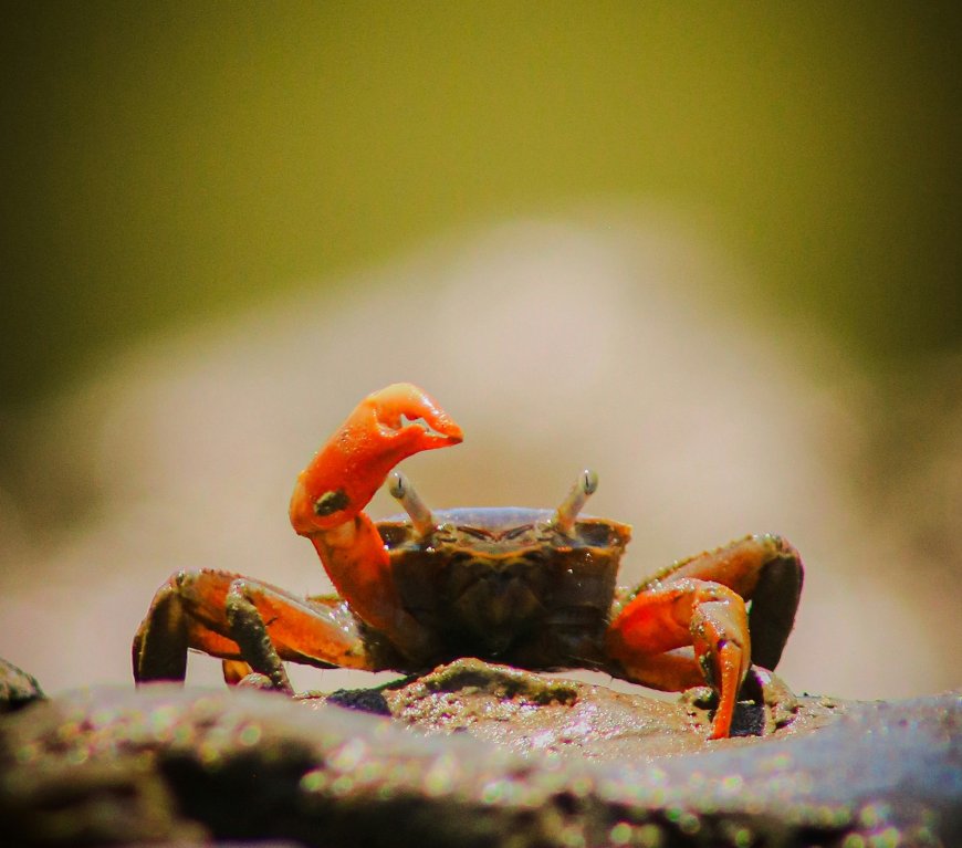 Κόκκινα καβούρια μετανάστευση: Το φυσικό θαύμα που κινητοποιεί ολόκληρο ένα νησί