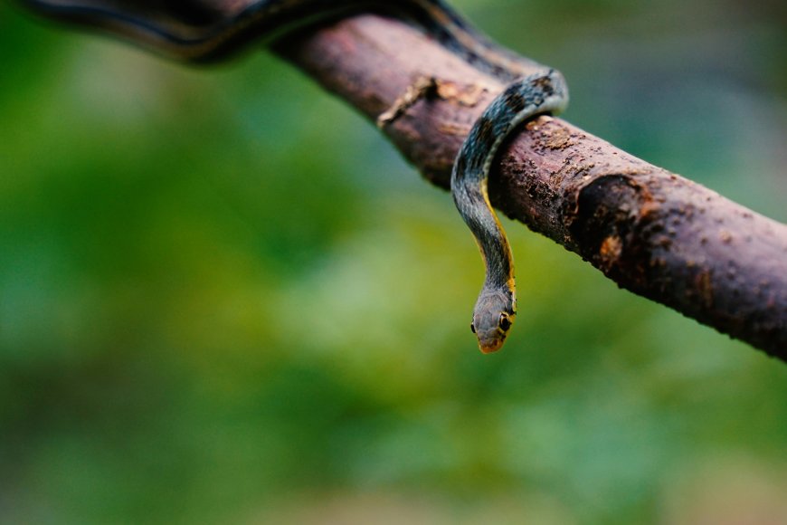 Οχιά στο Μαρούσι: Αναστάτωση σε κτίριο