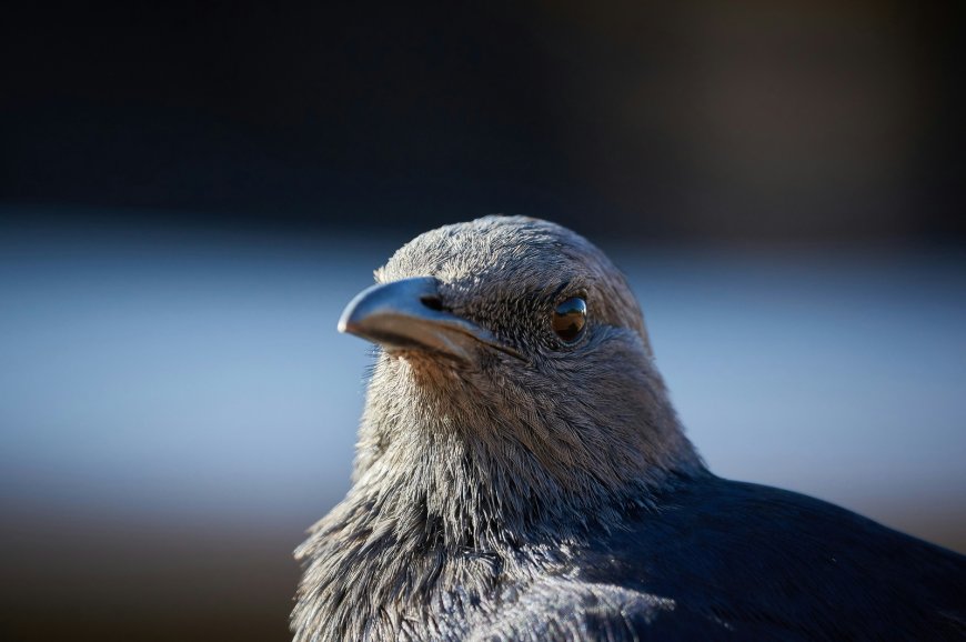 Περιστέρια κατάσκοποι: Το νέο, ανησυχητικό οπλοστάσιο της Ρωσίας