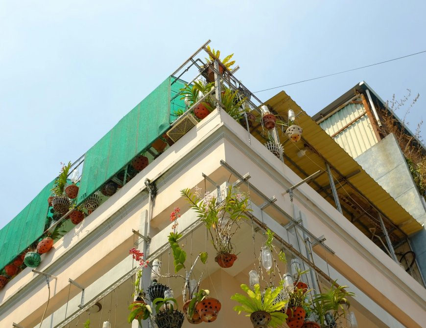 Περιστέρι αγριογούρουνο: Βίντεο με οδηγό που το συναντά στον δρόμο έγινε viral