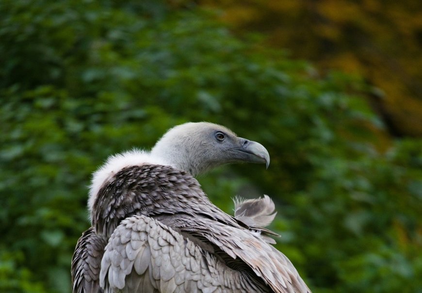Σπάνια επιχείρηση διάσωσης γύπα στη Λέσβο