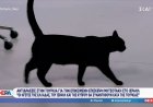 Γάτα ΣΚΑΙ: Απρόσμενο στιγμιότυπο στο πλατό του ΣΚΑΪ με τη «Σοφία»
